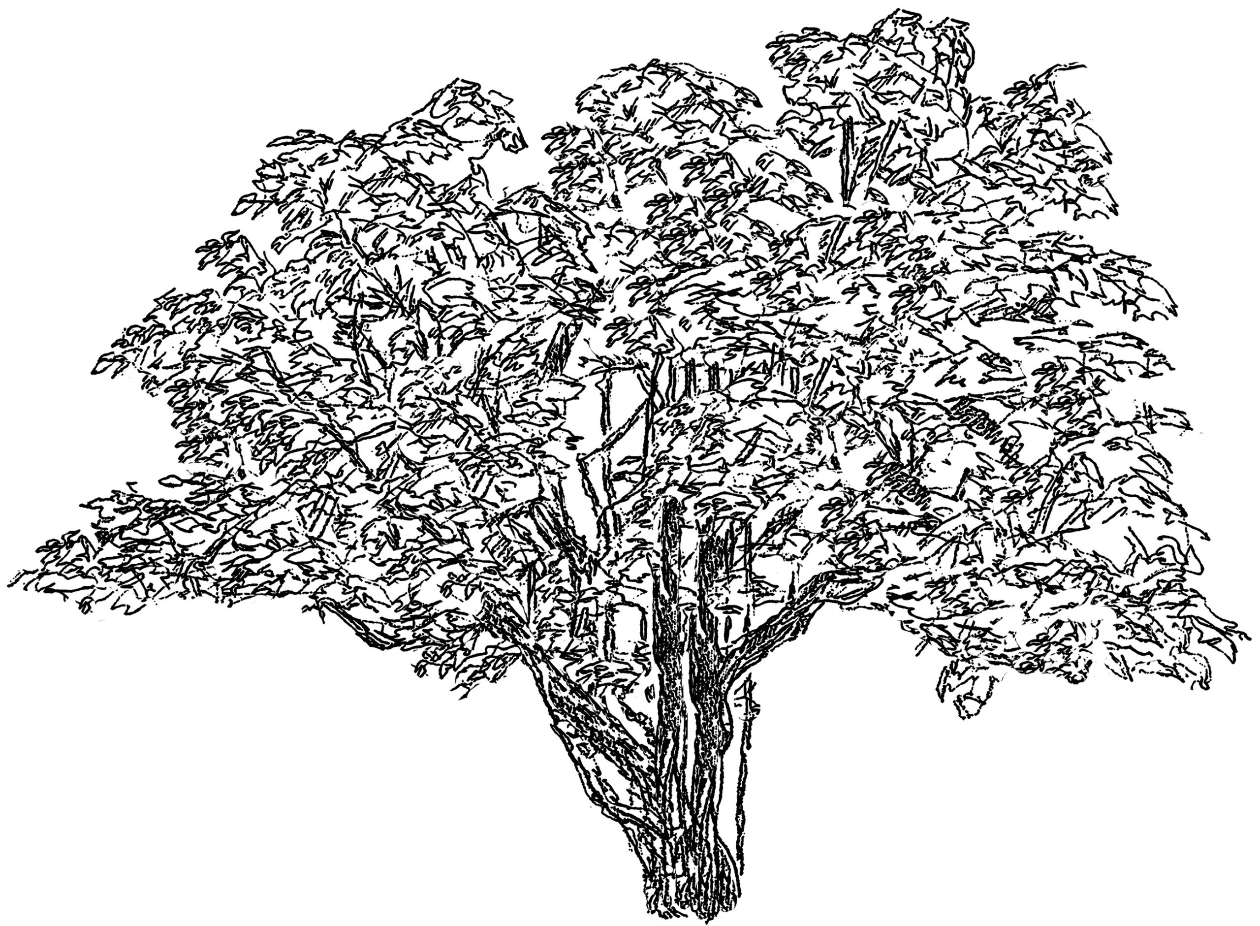 99 - Slangetræ